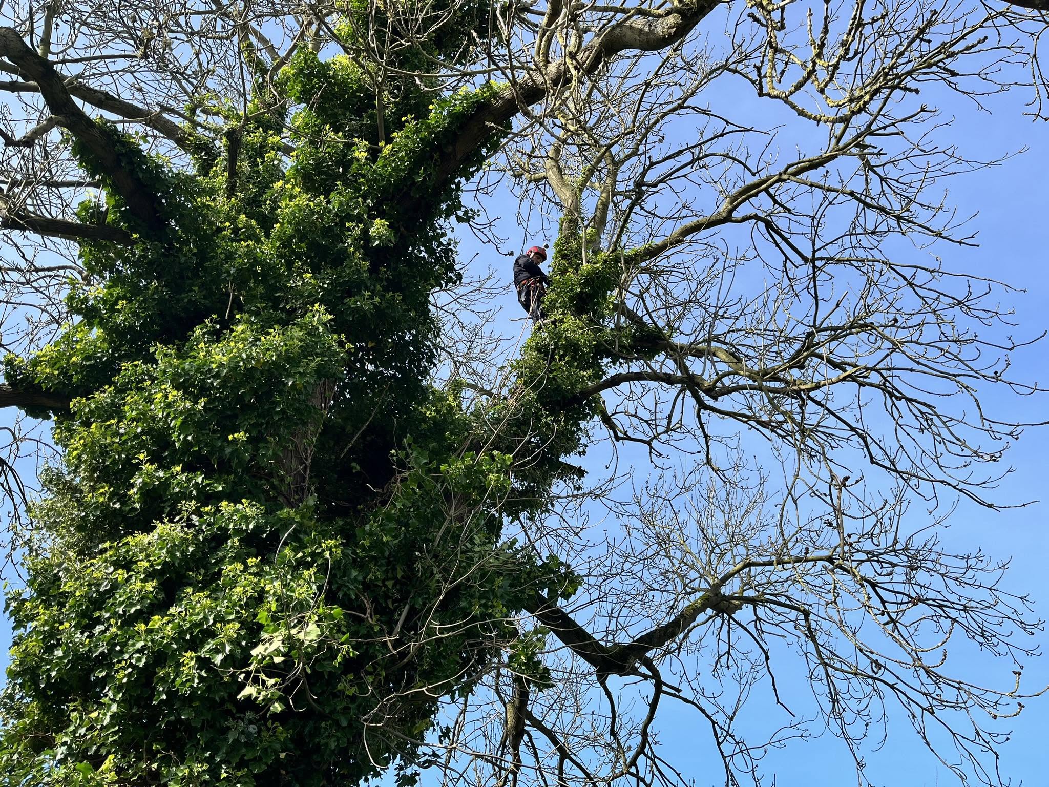 RSM Tree Services carrying out tree work