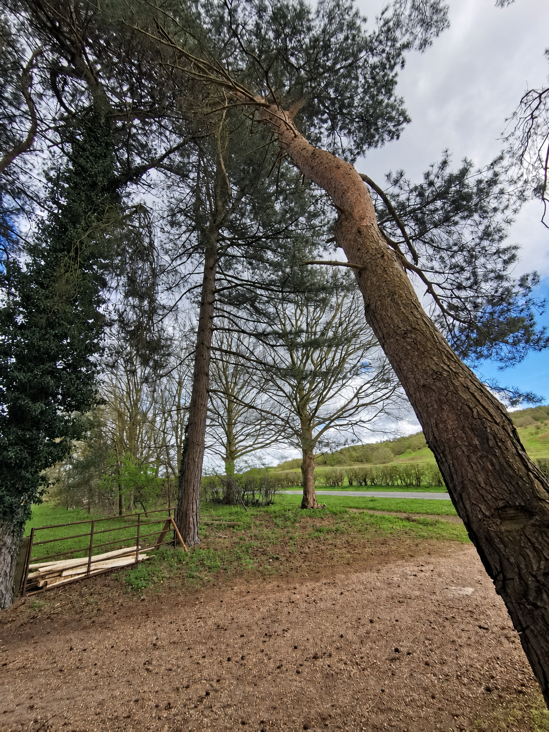 RSM Tree Services carrying out emergency tree work