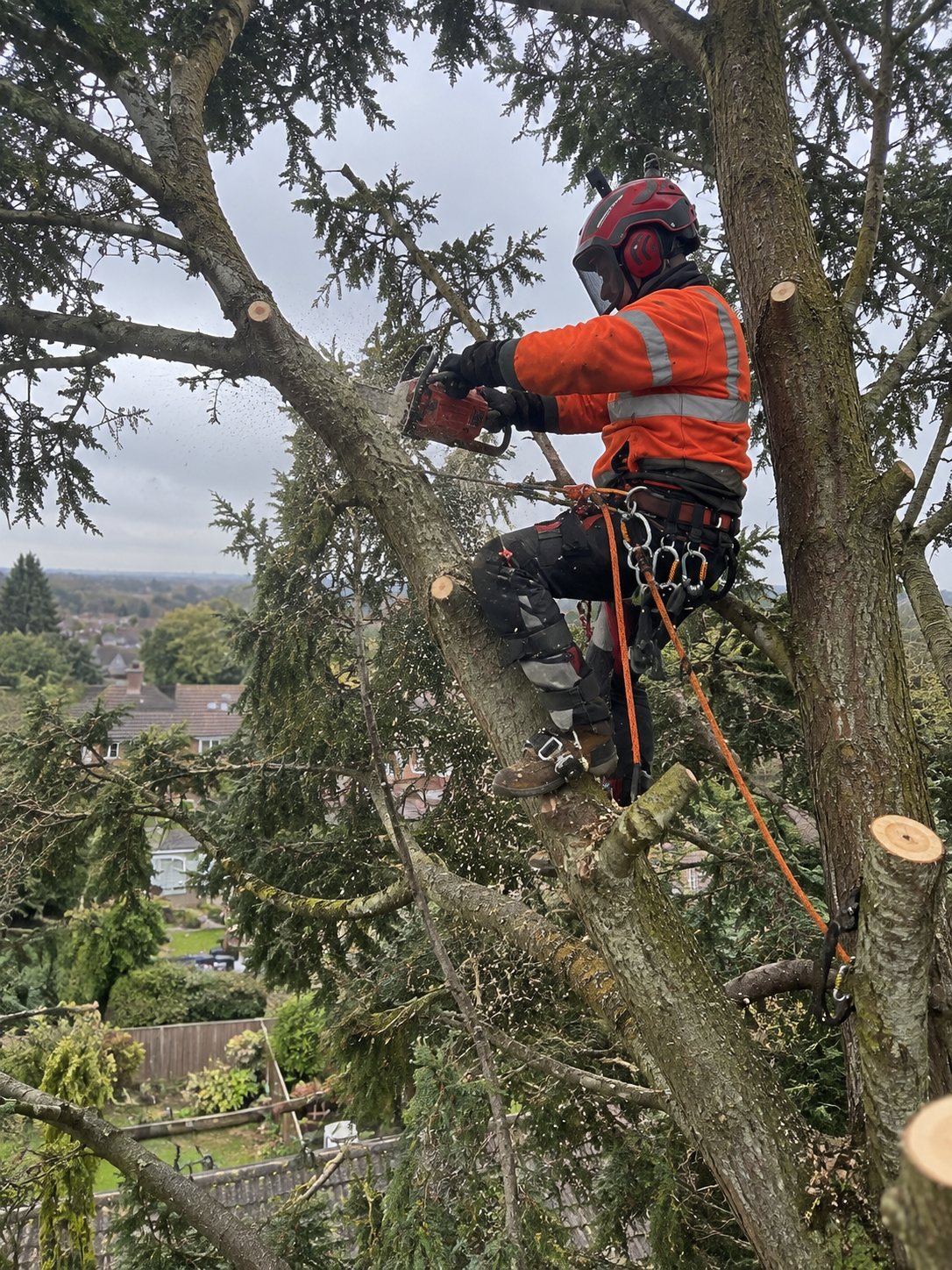 Tree pruning and crown reduction work carried out by RSM Tree Services