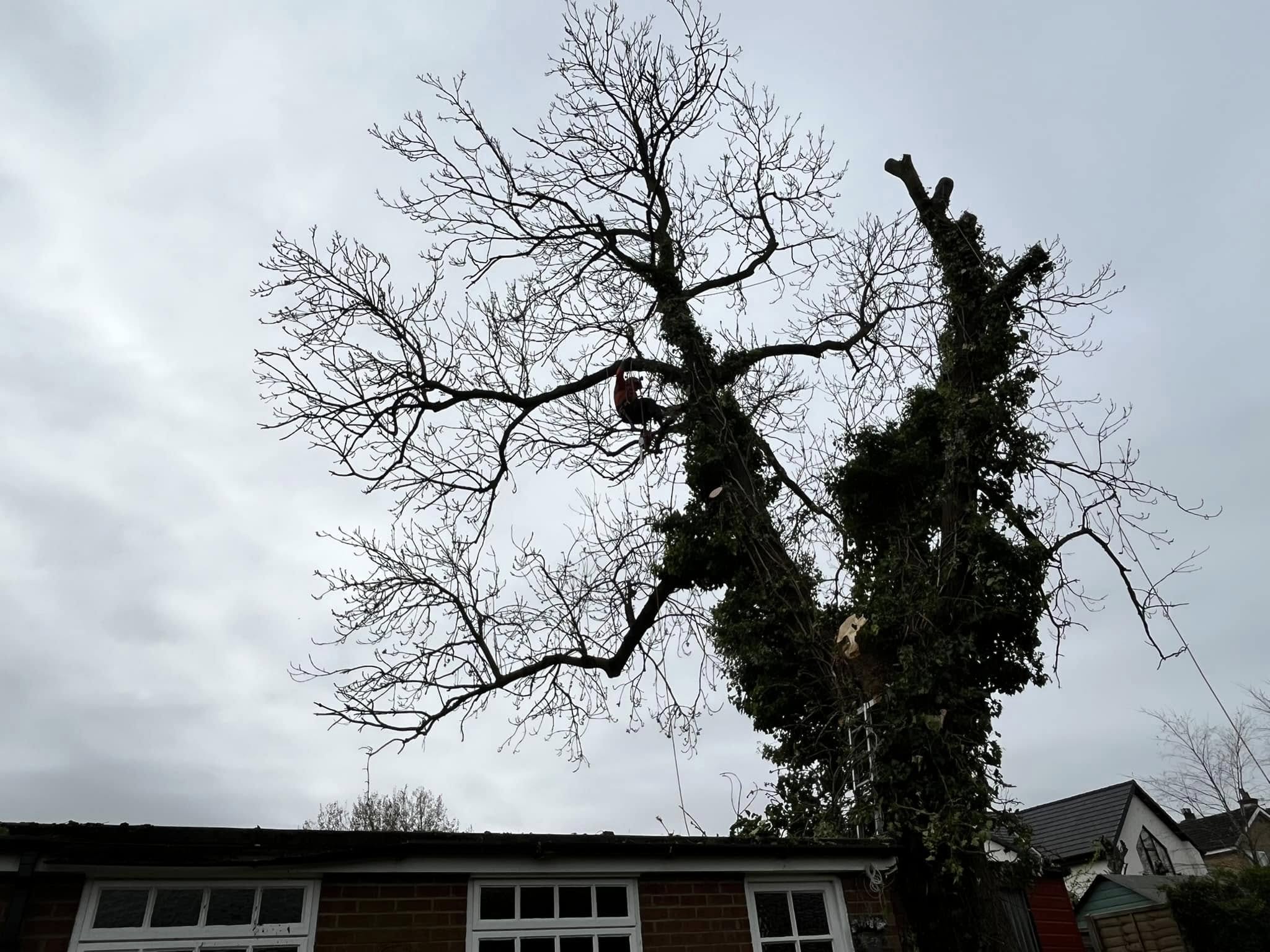 RSM Tree Services carrying out tree removal and sectional dismantling