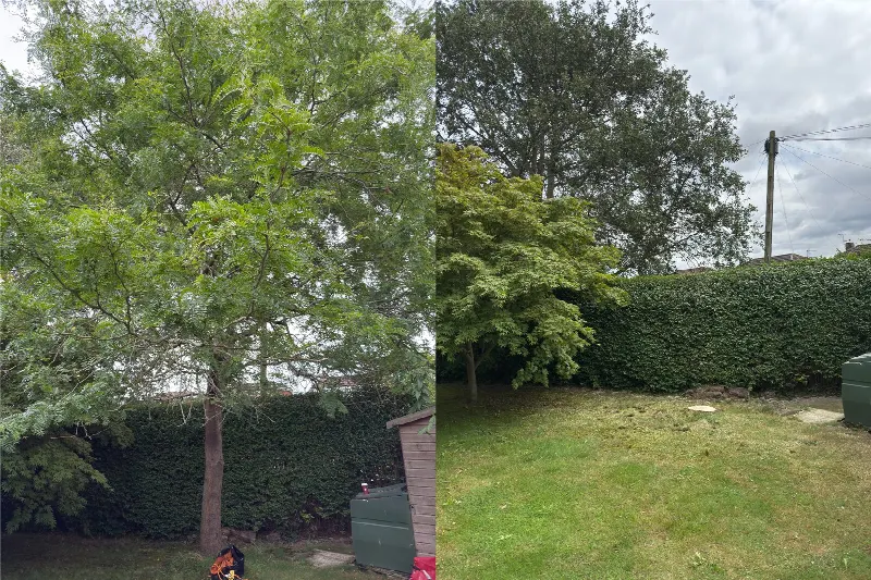 Paired photographs showing a tree-work project before and after