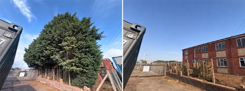 Paired photographs showing a tree-work project before and after