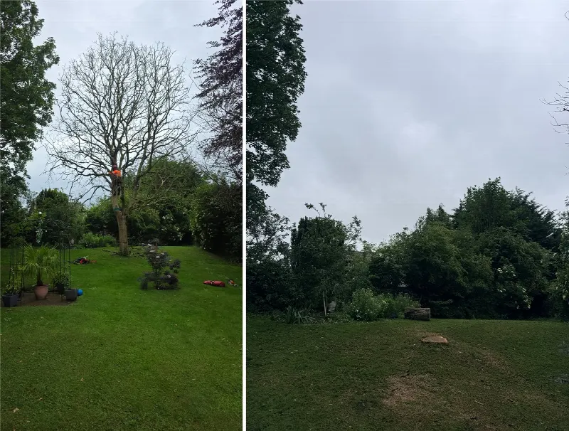 Paired photographs showing a tree-work project before and after